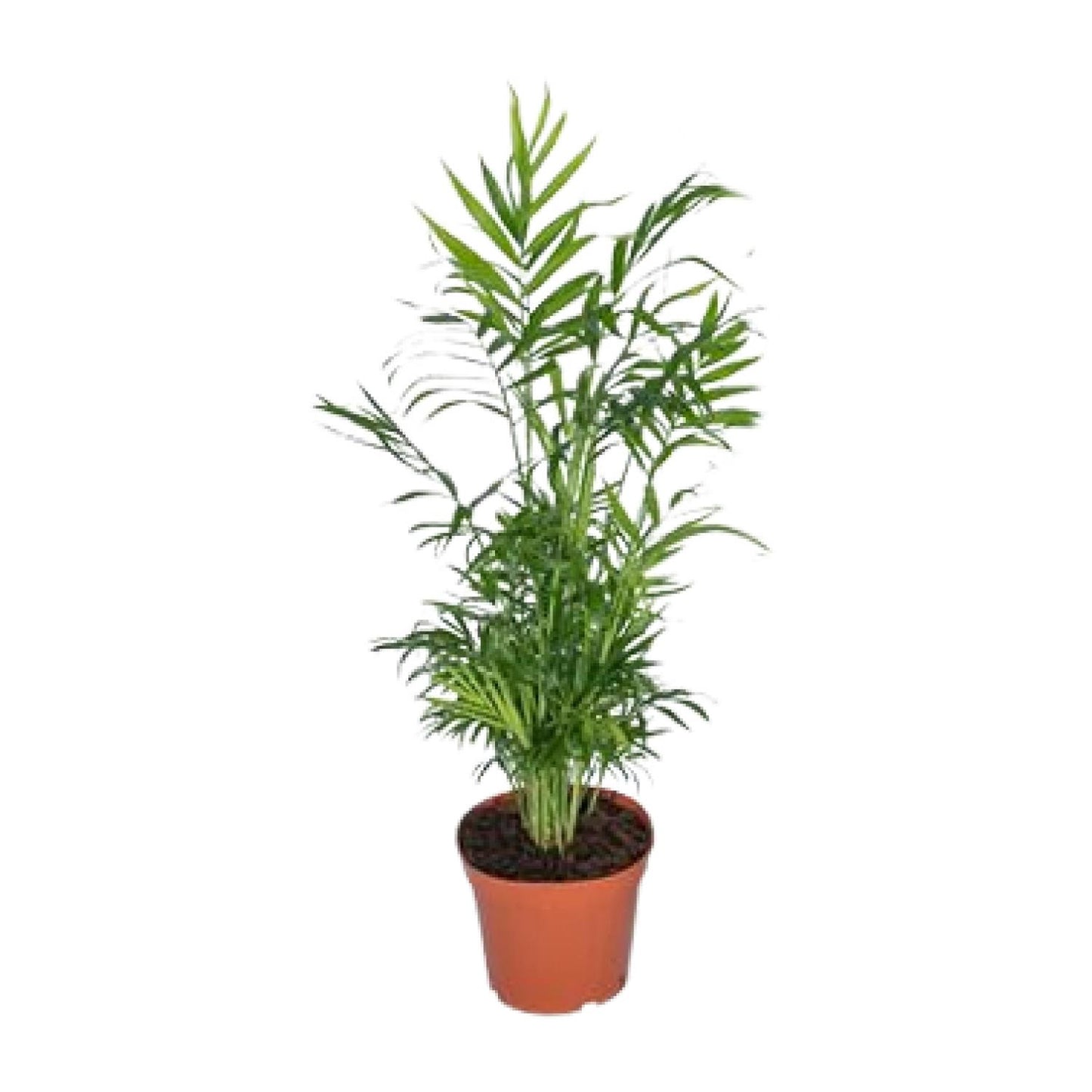 Chamaedorea Elegans - Mexikanische Bergpalme - Ø17cm - ↕55cm