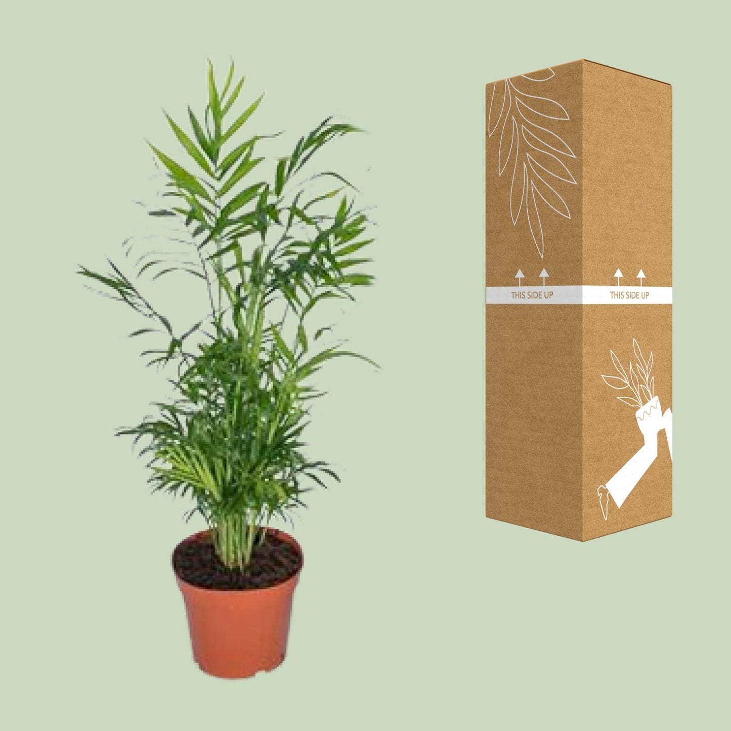 Chamaedorea Elegans - Mexikanische Bergpalme - Ø17cm - ↕55cm