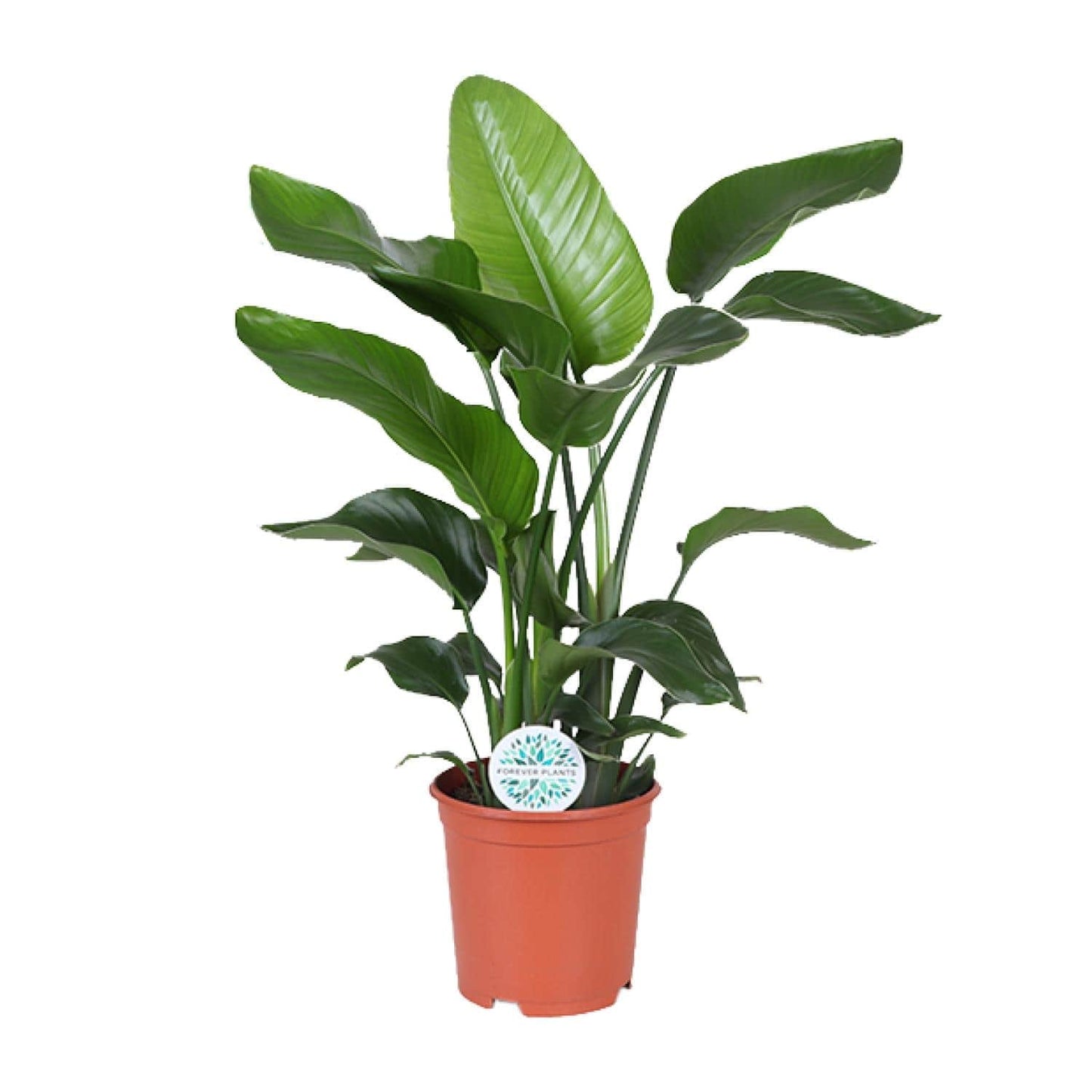 Paradiesvogelblume (Strelitzia Nicolai)