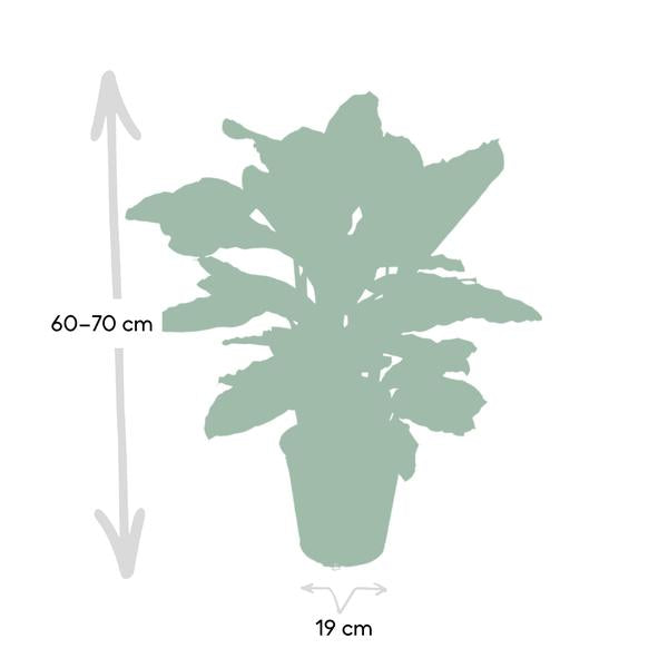 Calathea Zebrina - Pfauenpflanze - Ø19cm - ↕80cm