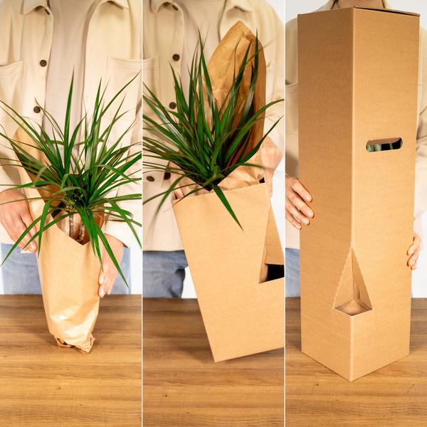 Calathea Zebrina - Pfauenpflanze - Ø19cm - ↕80cm