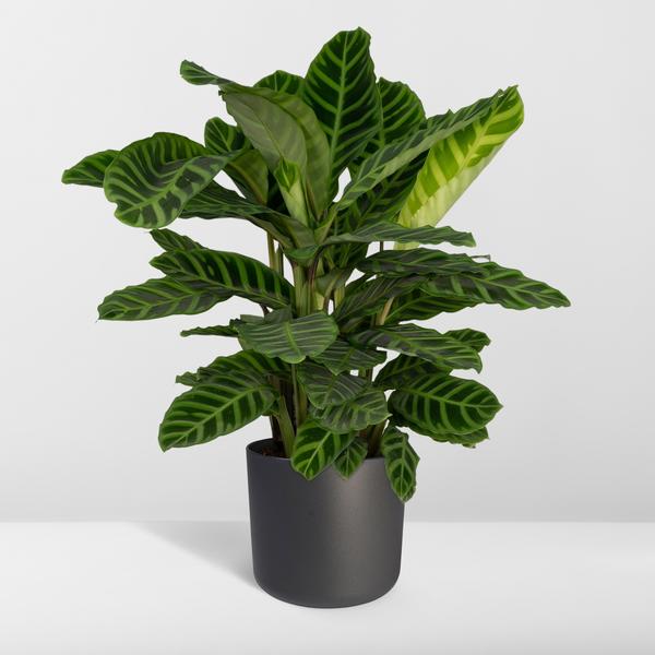 Calathea Zebrina - Pfauenpflanze - Ø19cm - ↕80cm