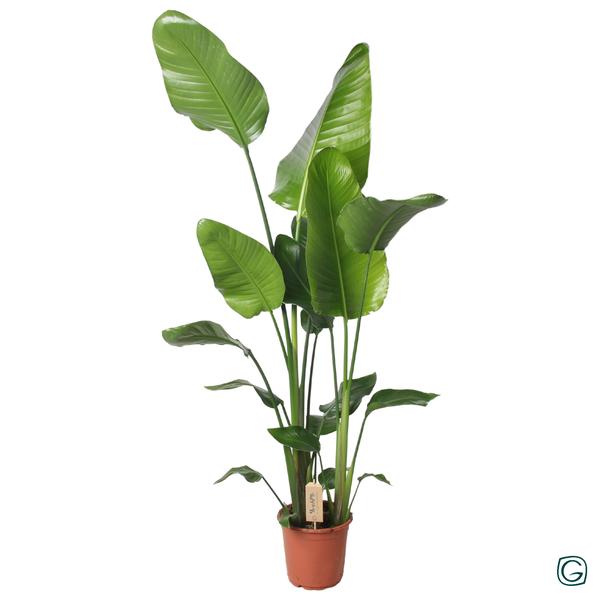 Paradiesvogelblume (Strelitzia Nicolai)