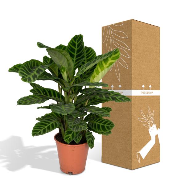 Calathea Zebrina - Pfauenpflanze - Ø19cm - ↕80cm