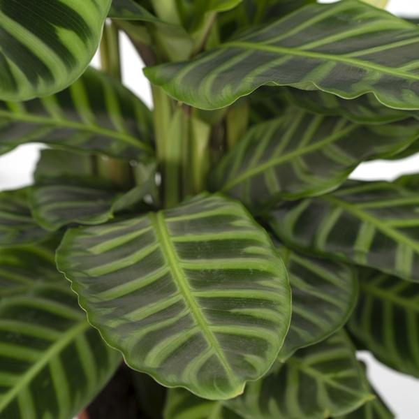 Calathea Zebrina - Pfauenpflanze - Ø19cm - ↕80cm