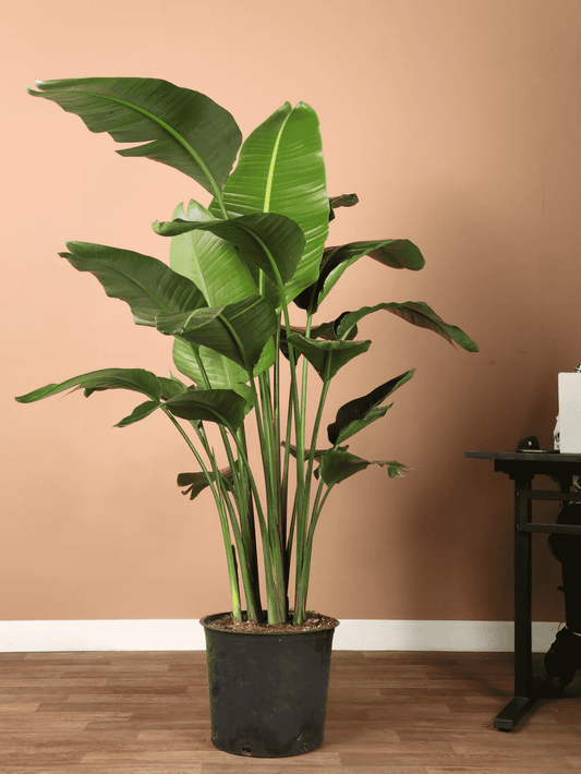 Paradiesvogelblume (Strelitzia Nicolai)
