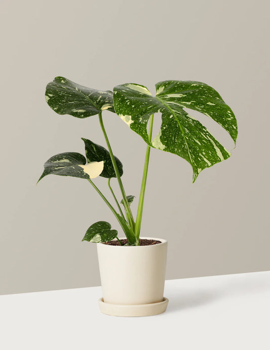 Monstera Thai Constellation - Ø15cm - ↕50cm