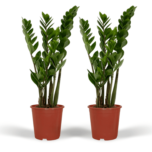 2x Zamioculcas Zamiifolia - Smaragdpalme - 50cm - ø14