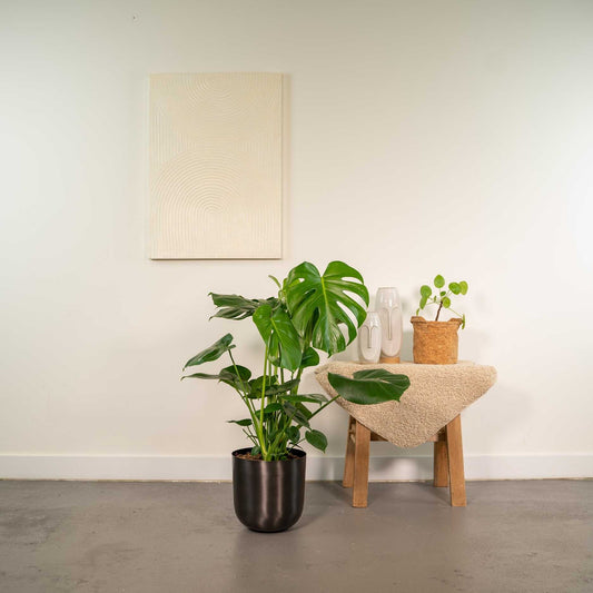 Fensterblatt (Monstera)