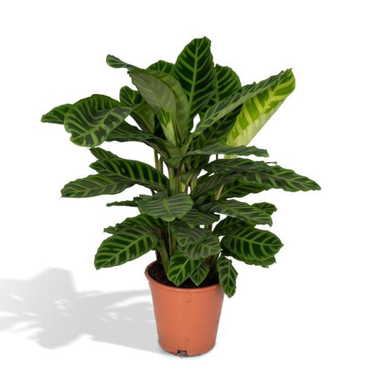 Calathea Zebrina - Pfauenpflanze - Ø19cm - ↕80cm