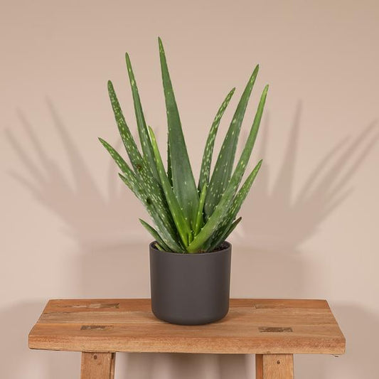Aloe Vera