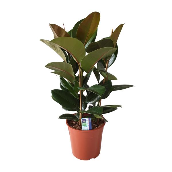 Gummibaum Robusta