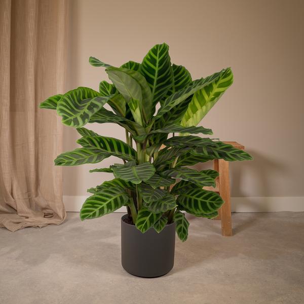 Calathea Zebrina - Pfauenpflanze - Ø19cm - ↕80cm