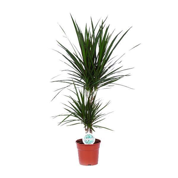 Drachenbaum